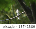 ツミ 13741389
