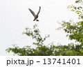 ツミ 13741401