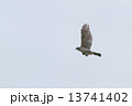 ツミ 13741402