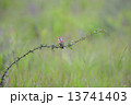 ホオアカ 13741403