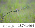ホオアカ 13741404