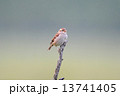 ニュウナイスズメ 13741405