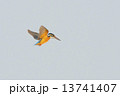 カワセミ 13741407