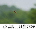 カワセミ 13741409