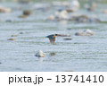 カワセミ 13741410