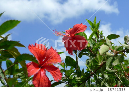 花 フラワー お花 13741533