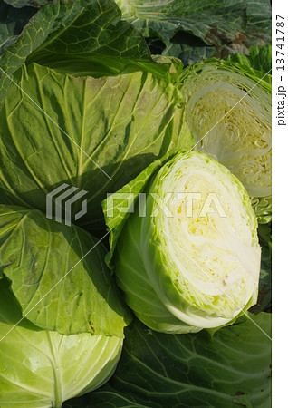 収穫直後のキャベツ 収穫直後のキャベツ 13741787