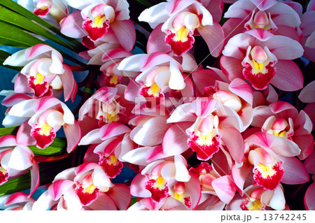 シンビジュームの花 13742245