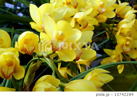 シンビジュームの花 13742284