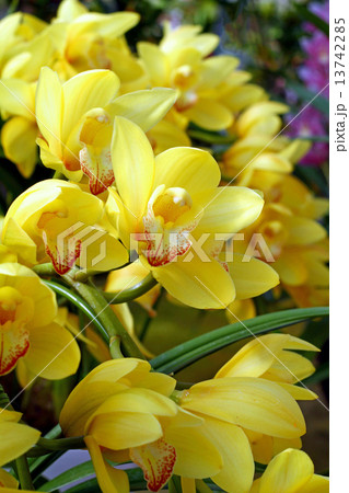 シンビジュームの花 13742285