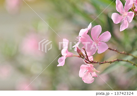 Beautiful cymbidium Beautiful cymbidium 13742324