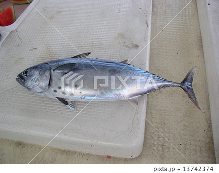 釣れたてのソーダカツオ 13742374