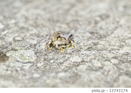 カエル 13743174