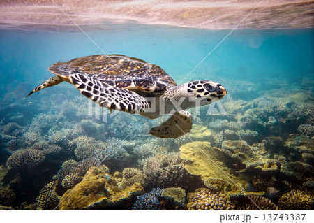Hawksbill Turtle - Eretmochelys imbricata 13743387