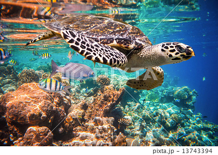 Hawksbill Turtle - Eretmochelys imbricata Hawksbill Turtle - Eretmochelys imbricata 13743394