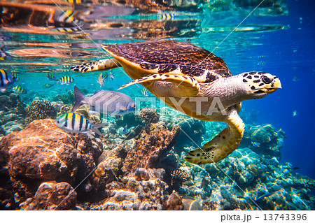 Hawksbill Turtle - Eretmochelys imbricata Hawksbill Turtle - Eretmochelys imbricata 13743396
