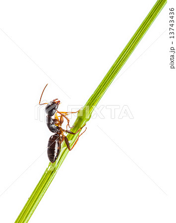 Ant Ant 13743436
