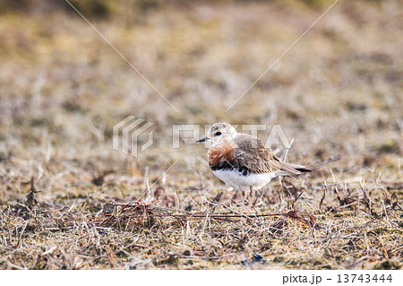 オオチドリ 13743444