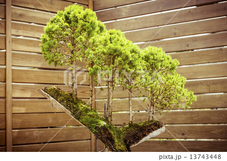 five bonsai trees on a tree stub five bonsai trees on a tree stub 13743448