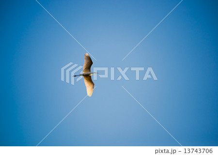 ダイサギ 13743706