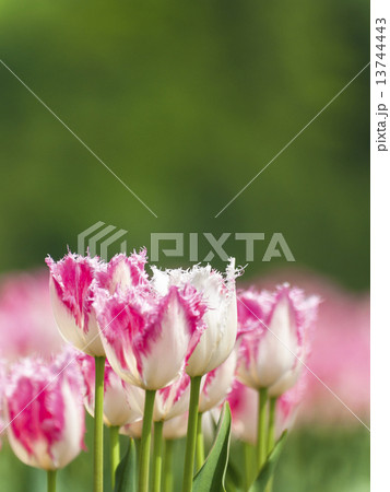 チューリップ(縦・ピンク・白) 13744443