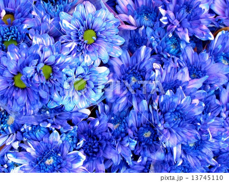 Tel Aviv blue asters on bazaar 2012 Tel Aviv blue asters on bazaar 2012 13745110
