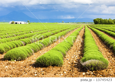 lavender field, Plateau de Valensole, Provence, France 13745423