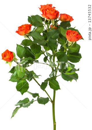beautiful branch of roses beautiful branch of roses 13745532