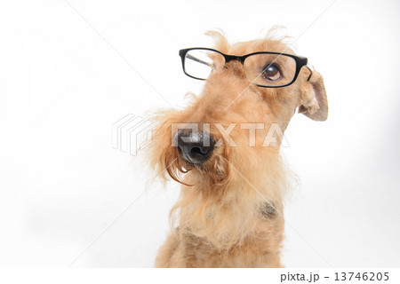 Dog is your best friend Dog is your best friend 13746205