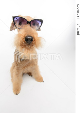 Dog is your best friend 13746229
