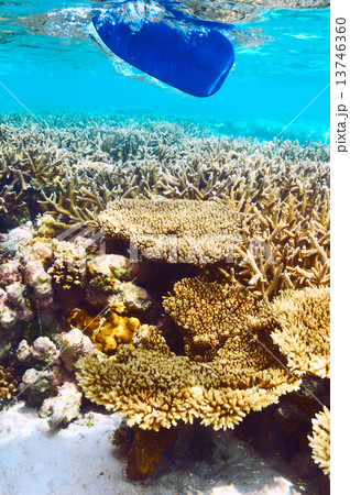 Coral reef and paddle underwater 13746360