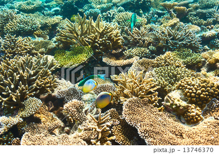 Coral reef at Maldives Coral reef at Maldives 13746370