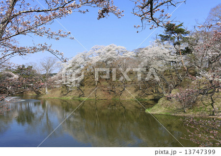 亀ヶ城公園の桜 13747399
