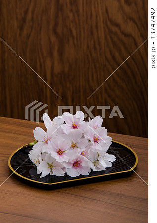 桜の生け花 桜の生け花 13747492