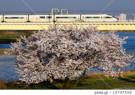 多摩川の桜と小田急形ロマンスカー Vse の写真素材