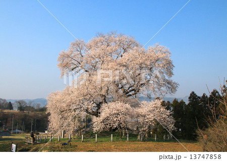 戸津辺の桜 13747858