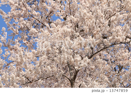 戸津辺の桜 戸津辺の桜 13747859