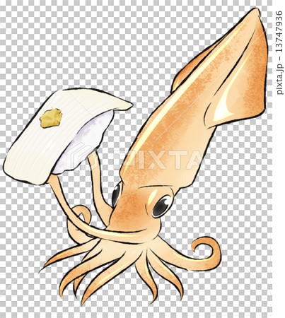やりいか寿司イラスト やりいか寿司イラスト 13747936