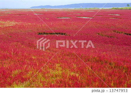 アッケシソウ 13747953