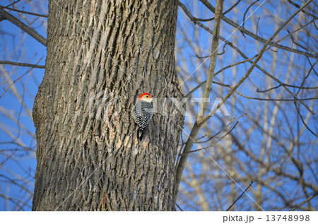 Red-bellied Woodpecker(Male) 13748998