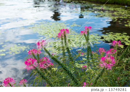 バリ島 ブラタン湖のフウチョウソウ クリオメ バリ島 ブラタン湖のフウチョウソウ クリオメ 13749281