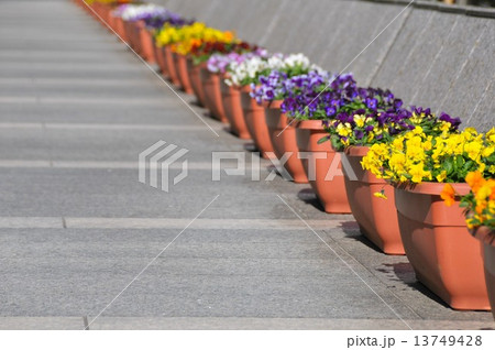 プランターの花 13749428