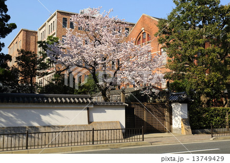 京都　冷泉家の桜 13749429