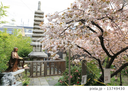 京都　春の千本ゑんま堂　普賢象桜 13749430