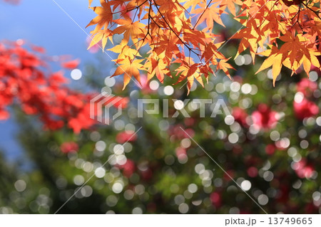 キラキラの季節 13749665