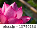 はす 13750138