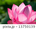 はす 13750139