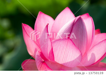 はす はす 13750139