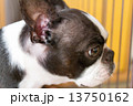 犬 13750162