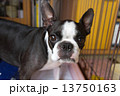 犬 13750163